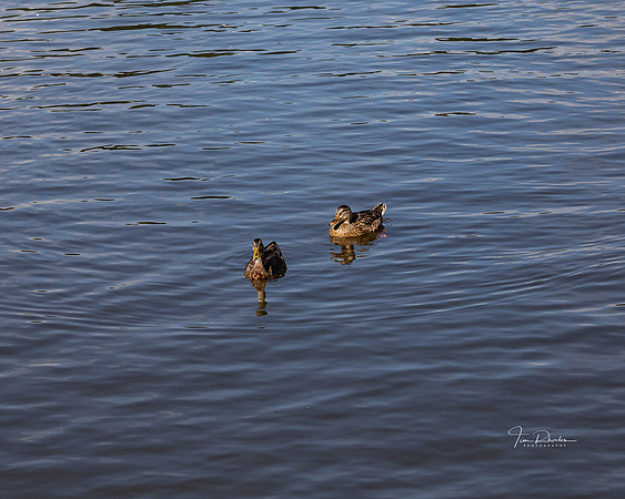 Regatta 2019-7621