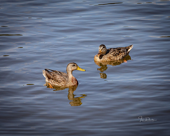 Regatta 2019-7622