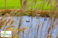2022 Oglebay Golf-0094