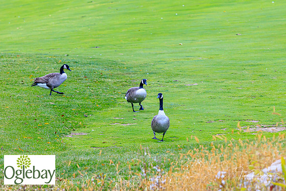 2022 Oglebay Golf-0113